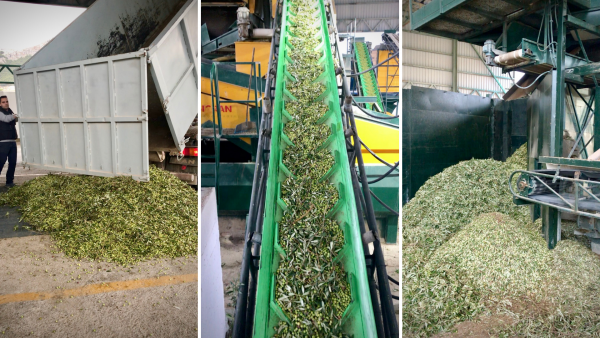 Food tour andalucia Jaen Olive Oil