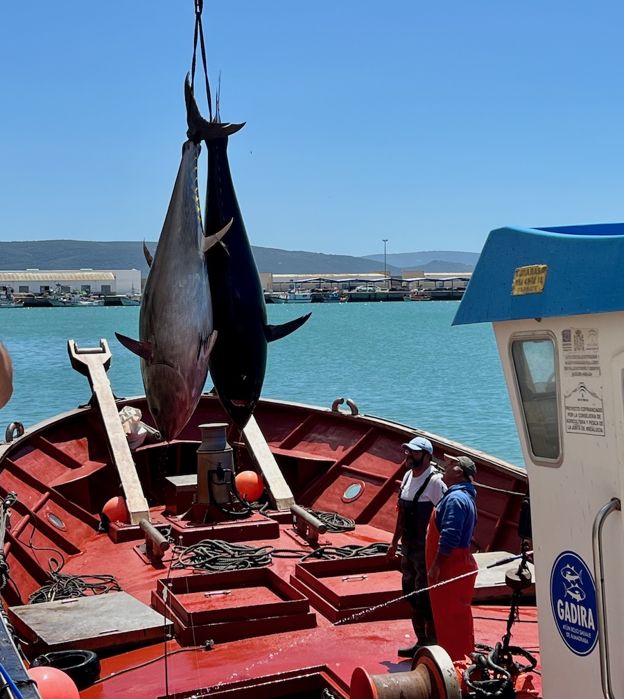Almadraba caught Blue fin tuna being landed in Barbate