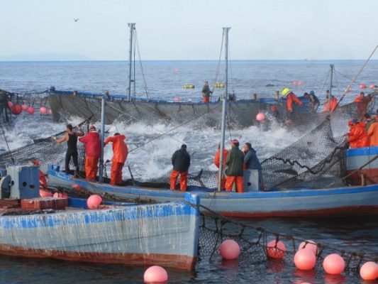 almadraba fishermen vejer