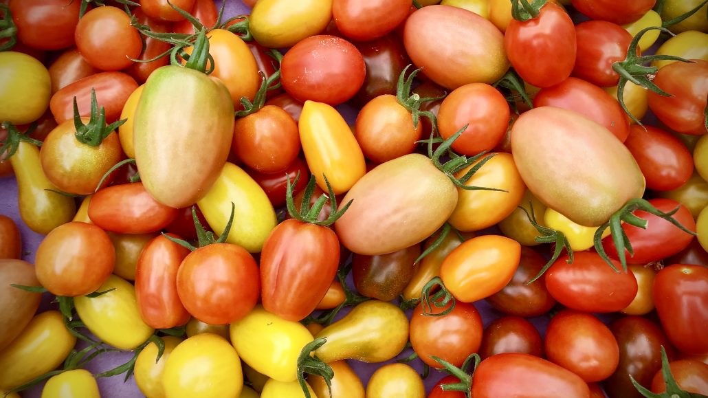 Tasty Tomatoes at Clisol, Almeria