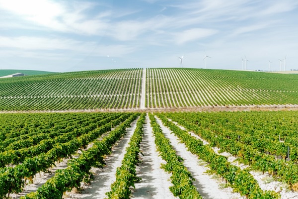 The while Albariza soil of DO Jerez in Andalucia with Annie B