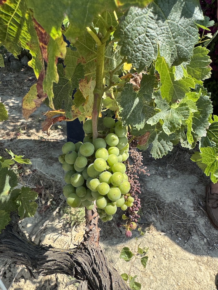 Palomino Grapes in Jerez vineyard with Annie B