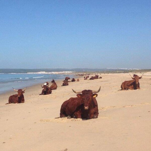 retinto cattle on beach