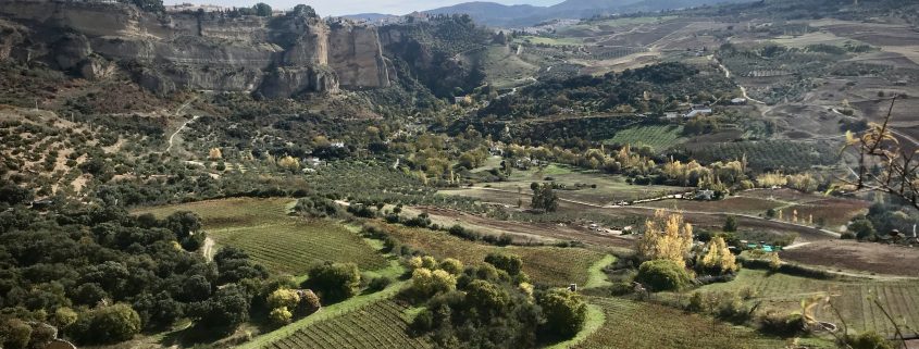 Vineyards of Ronda