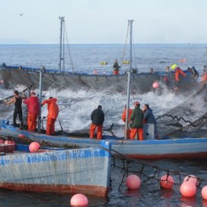 almadraba tuna fishermen spain