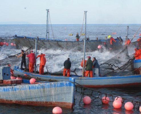 almadraba tuna fishermen spain