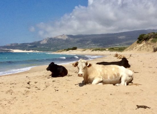 Cattle on the beach at Bolonia