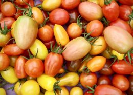 Tasty Tomatoes at Clisol, Almeria
