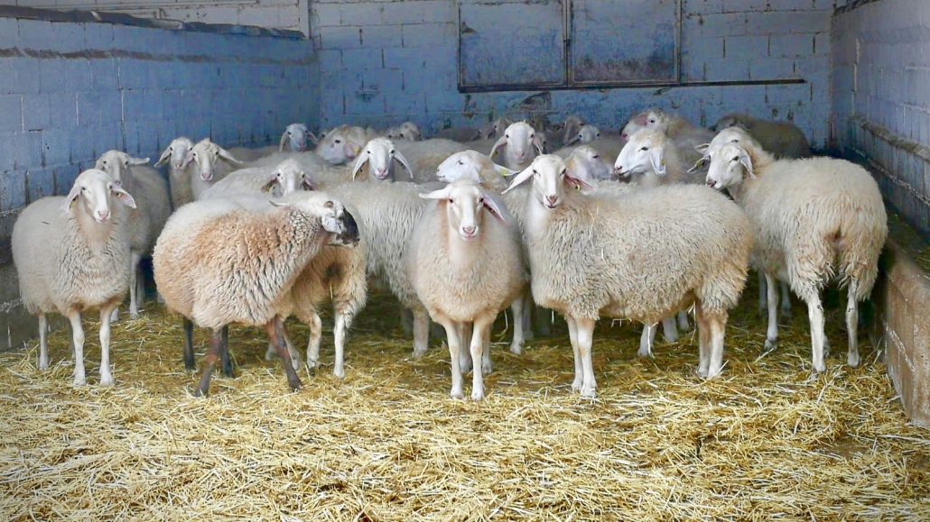 Assaf Sheep at Quesos de Leyva 