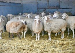 Assaf Sheep at Quesos de Leyva