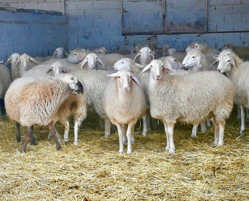 Assaf Sheep at Quesos de Leyva