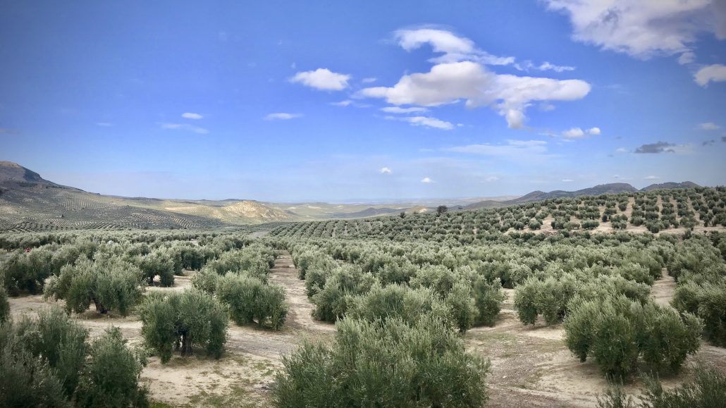 Jean olive trees