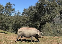 iberico pig