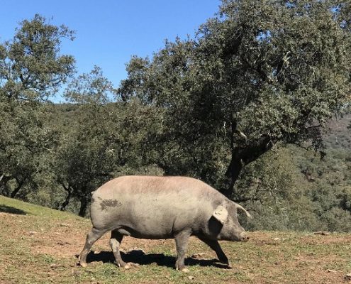 iberico pig