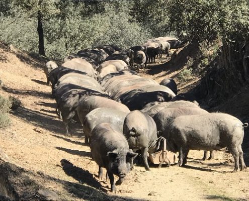 iberico pigs in andalucia