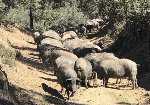 iberico pigs in andalucia